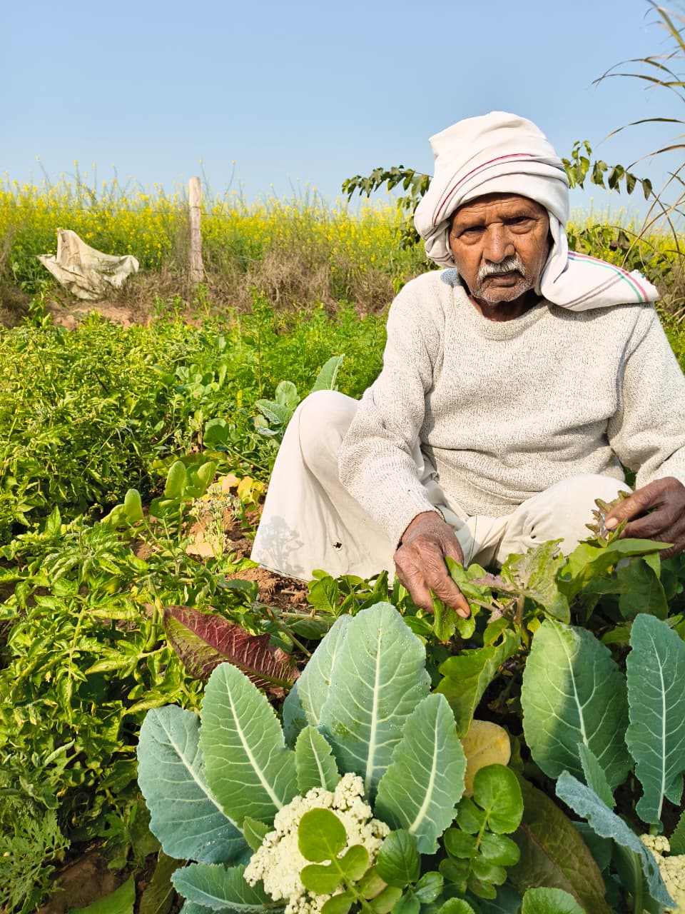 Organic Dairy Production