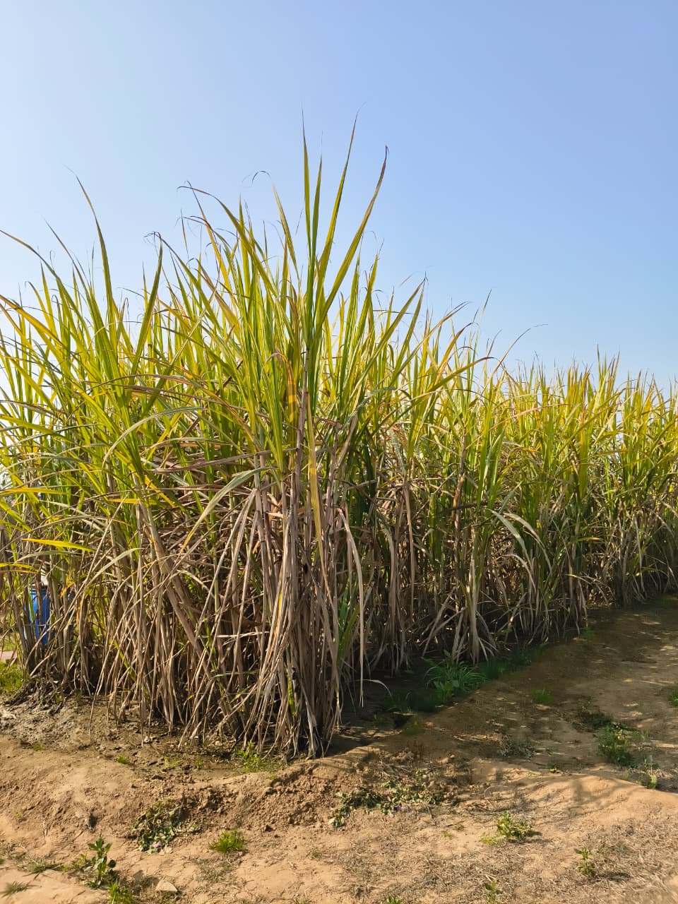 Organic Milk Production